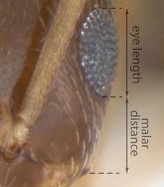 Close-up view of eye / ocellus, adult worker. Eye length approximately equal to or slightly greater than malar distance.