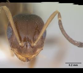 Anterior view of head, adult worker. Photo by April Nobile,  Antweb.org .