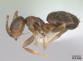 Lateral view of body, entire, adult worker.  Photo by April Nobile,  Antweb.org .