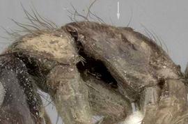 Lateral view of thorax / mesosoma, adult worker. Metanotal groove distinctly impressed.
