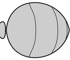 Dorsal view of gaster, adult worker. The gaster is concolorous, uniform or nearly uniform in color, lacking both (1) dark transverse bands running near posterior margins of tergites that contrast with the rest of gaster and body, and (2) yellowish white spots on lateral portions of second tergite. Used in Antkey to separate  Camponotus atriceps ,  Camponotus planatus  and  Camponotus rectangularis  from  Camponotus sexguttatus  and  Camponotus variegatus .