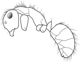 Lateral view of body, surface characters, adult worker. The erect hairs are long, fine and flexuous. They tend to bend anteriorly on the mesosoma and head, and posteriorly on the gaster. Used in Antkey to separate  Camponotus atriceps  from  Camponotus planatus 