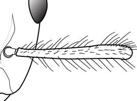 Close-up view of antennal scape, adult worker. The antennal scape has many hairs that are longer than the width of the scape. Used in Antkey to separate  Camponotus atriceps  from  Camponotus planatus .