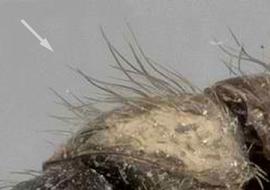 Close-up view of body, surface characters, adult worker. Erect hairs fine and flexuous. Photo by Andrea Walker,  Antweb.org , modified.