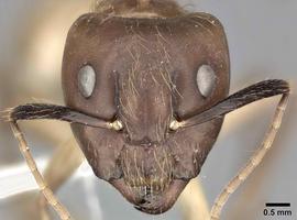 Anterior view of head, adult worker.  Photo by Andrea Walker,  Antweb.org .