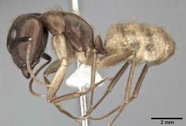 Lateral view of body, entire, adult worker.  Photo by Andrea Walker,  Antweb.org .