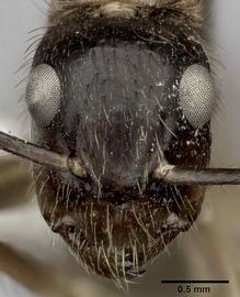 Anterior view of head, adult worker.  Photo by Andrea Walker,  Antweb.org .