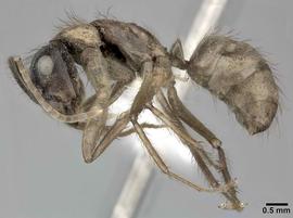 Lateral view of body, entire, adult worker.  Photo by Andrea Walker,  Antweb.org .