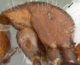 Lateral view of thorax / mesosoma, adult worker. Promesonotum evenly convex, not separated from propodeum by metanotal groove. Photo by April Nobile,  Antweb.org , modified.