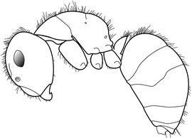 Lateral view of body, surface characters, adult worker. The erect hairs are relatively thick and stiff (as opposed to fine and flexuous) and tend to be light in color. Used in Antkey to separate  Camponotus planatus  from  Camponotus atriceps .