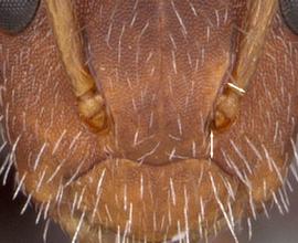 Anterior view of antennal scape, adult worker. Antennal socket to clypeal margin greater than minimum scape width. Photo by April Nobile,  Antweb.org , modified.