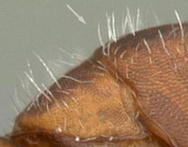 Close-up view of body, surface characters, adult worker. Erect hairs thick and stiff. Photo by April Nobile,  Antweb.org , modified.