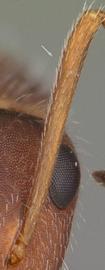Close-up view of antennal scape, adult worker. Erect scape hairs shorter than scape width.