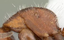 Lateral view of thorax / mesosoma, adult worker. Long erect hairs abundant on head, mesosoma and gaster. Photo by April Nobile,  Antweb.org , modified.