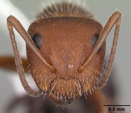 Anterior view of head, adult worker.  Photo by April Nobile,  Antweb.org .