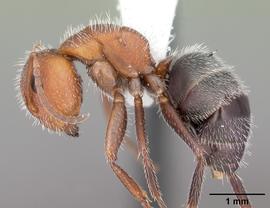 Lateral view of body, entire, adult worker. Photo by April Nobile,  Antweb.org .