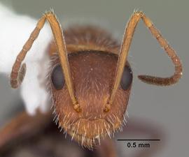 Anterior view of head, adult worker.  Photo by April Nobile,  Antweb.org .