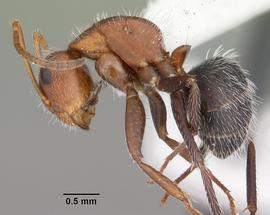 Lateral view of body, entire, adult worker. Photo by April Nobile,  Antweb.org .