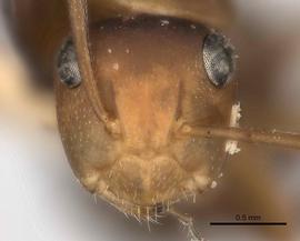 Anterior view of head, adult worker.  Photo by Will Ericson,  Antweb.org .