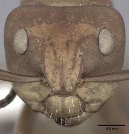Anterior view of head, adult worker.  Photo by Andrea Walker,  Antweb.org .