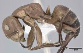 Lateral view of body, entire, adult worker.  Photo by Andrea Walker,  Antweb.org .