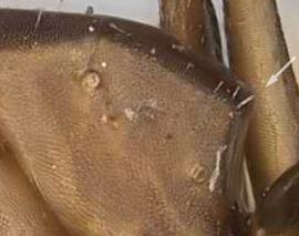 Close-up view of propodeum, adult worker. Propodeum angulate with a distinct dorsal and posterior face. Photo by Will Ericson,  Antweb.org , modified.