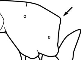 Lateral view of propodeum, adult worker. The propodeum is angulate and has a distinct dorsal and posterior face. Used in Antkey to separate  Camponotus rectangularis  from  Camponotus atriceps ,  Camponotus sexguttatus  and  Camponotus variegatus .