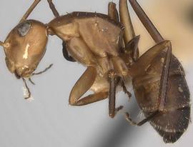 Lateral view of body, surface characters, adult worker. Long erect hairs sparse on head, mesosoma and gaster. Photo by Will Ericson,  Antweb.org .