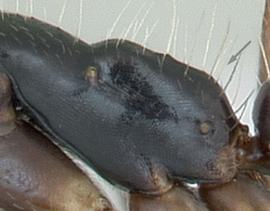 Lateral view of propodeum, adult worker. Propodeum not angulate and lacking a distinct dorsal and posterior face. Photo by April Nobile,  Antweb.org , modified.