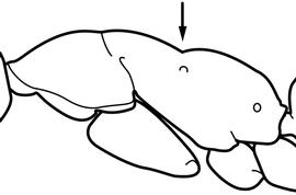Lateral view of thorax / mesosoma, adult worker. The metanotal groove is impressed, distinctly separating the propodeum from the promesonotum. Used in Antkey to separate  Camponotus sexguttatus  from all other  Camponotus  species.