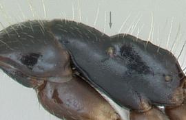 Lateral view of thorax / mesosoma, adult . Promesonotum separated from propodeum by distinctly impressed metanotal groove. Photo by April Nobile,  Antweb.org , modified.