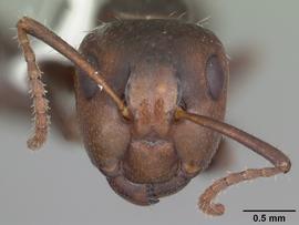 Anterior view of head, adult worker.  Photo by April Nobile,  Antweb.org .