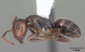 Lateral view of body, entire, adult worker.  Photo by April Nobile,  Antweb.org .