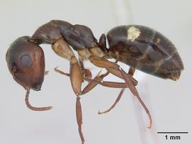 Lateral view of body, entire, adult worker.  Photo by April Nobile,  Antweb.org .