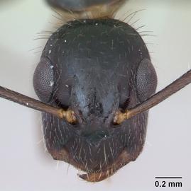 Anterior view of head, adult worker.  Photo by April Nobile,  Antweb.org .