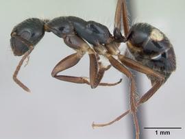 Lateral view of body, entire, adult worker.  Photo by April Nobile,  Antweb.org .