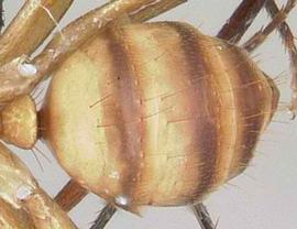 Dorsal view of gaster, adult worker. Gaster variegated. Photo by April Nobile,  Antweb.org .