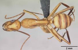Dorsal view of body, entire, adult worker.  Photo by April Nobile,  Antweb.org .