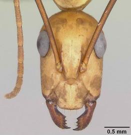 Anterior dorsal view of head, adult worker.  Photo by April Nobile,  Antweb.org .