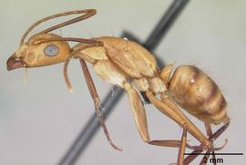Lateral view of body, entire, adult worker.  Photo by April Nobile,  Antweb.org .