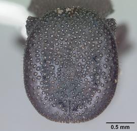 Anterior dorsal view of head, adult worker.  Photo by April Nobile,  Antweb.org .
