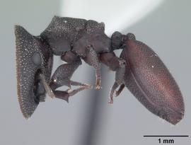 Lateral view of body, entire, adult worker.  Photo by April Nobile,  Antweb.org .