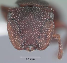 Anterior view of head, adult worker.  Photo by April Nobile,  Antweb.org .