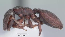 Lateral view of body, entire, adult worker.  Photo by April Nobile,  Antweb.org .
