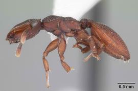 Lateral view of body, entire, adult worker.  Photo by April Nobile,  Antweb.org .
