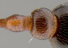 Dorsal view of waist, adult worker. Postpetiole.