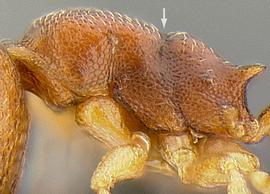 Lateral view of thorax / mesosoma, adult worker. Metanotal groove.