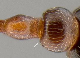 Dorsal view of waist, adult worker. Postpetiole.