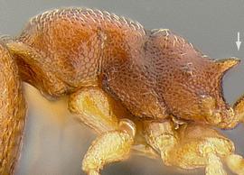 Lateral view of propodeum, adult worker. Propodeal spines long.