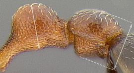 Lateral view of waist, adult worker. Postpetiole as high as petiole and with a distinct ventral bulge.